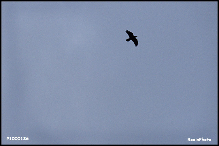 P1000136-raven