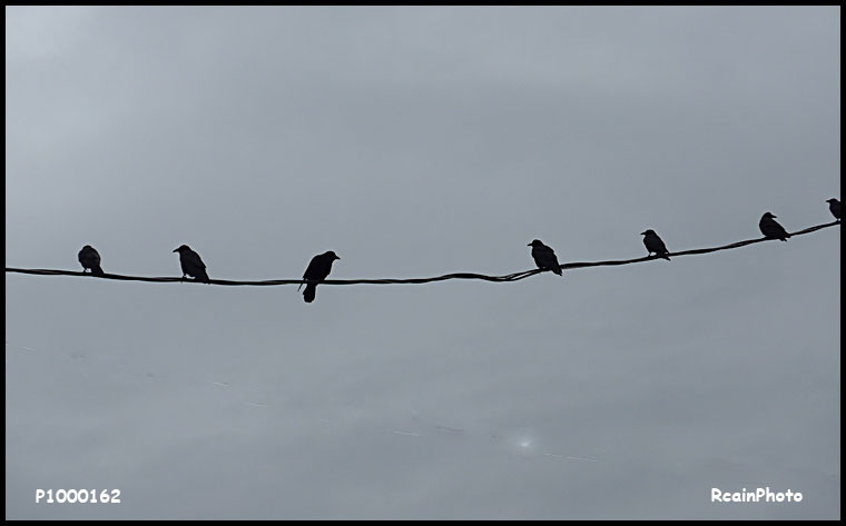 P1000162-crows
